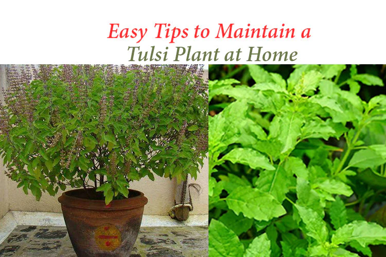 Fresh Holy Basil Tulsi leaves used for home garden plant care