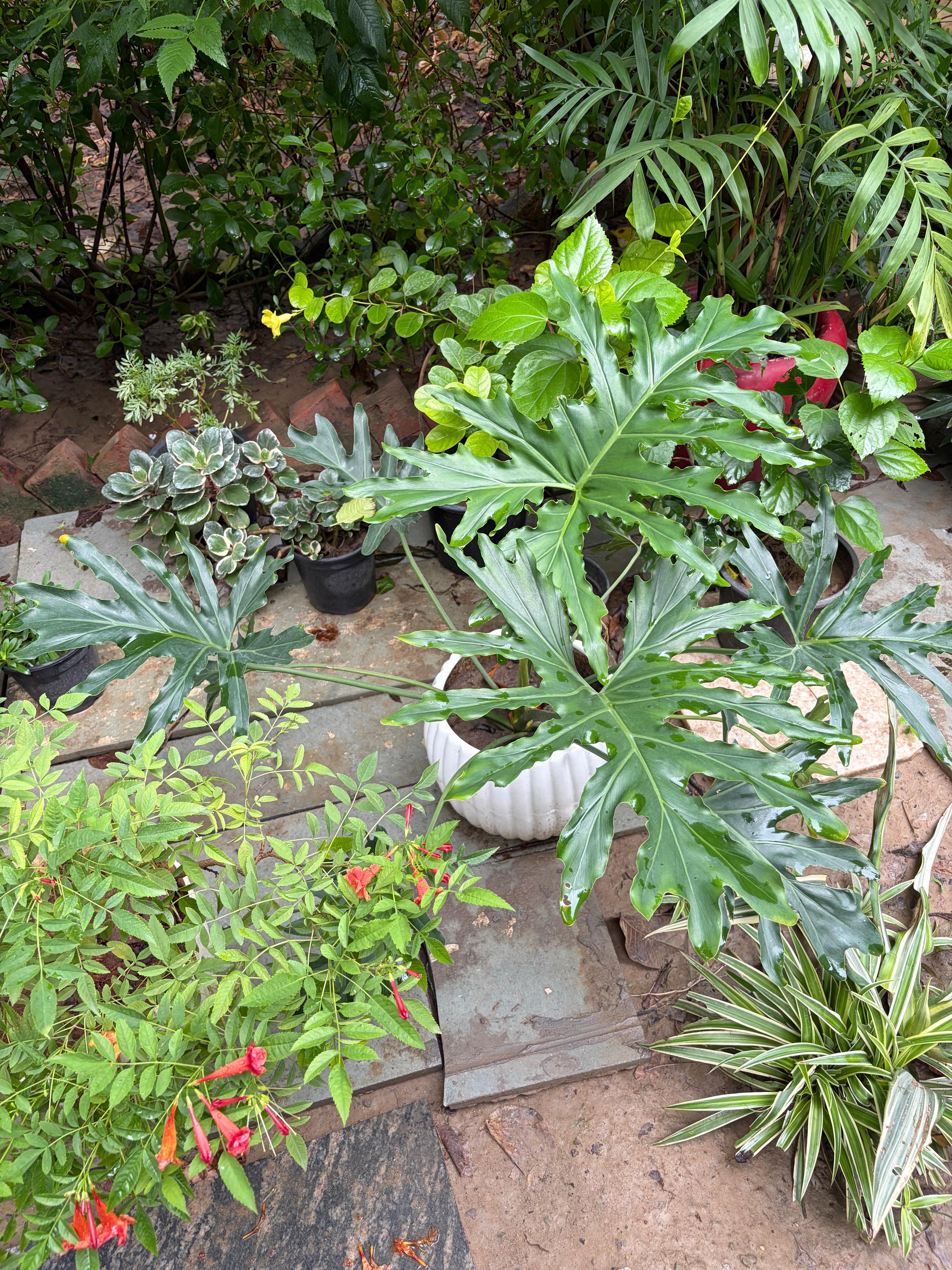 Dense green home garden plants in pots