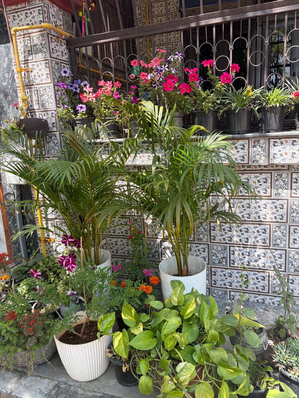 Home garden with palms, pothos, and flowering balcony plants