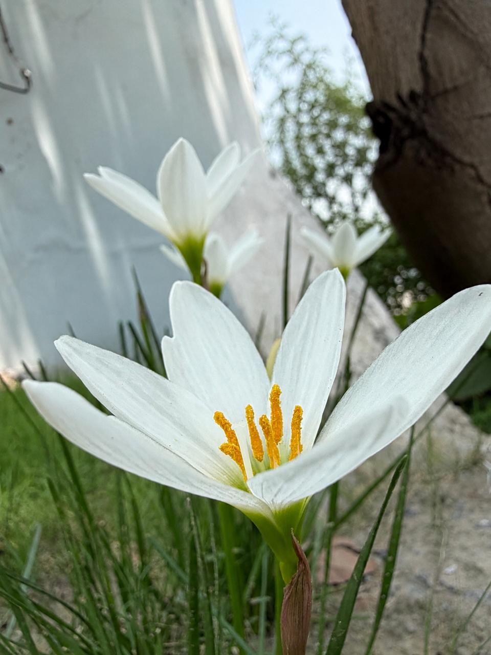 White rain lily flowers blooming in a garden