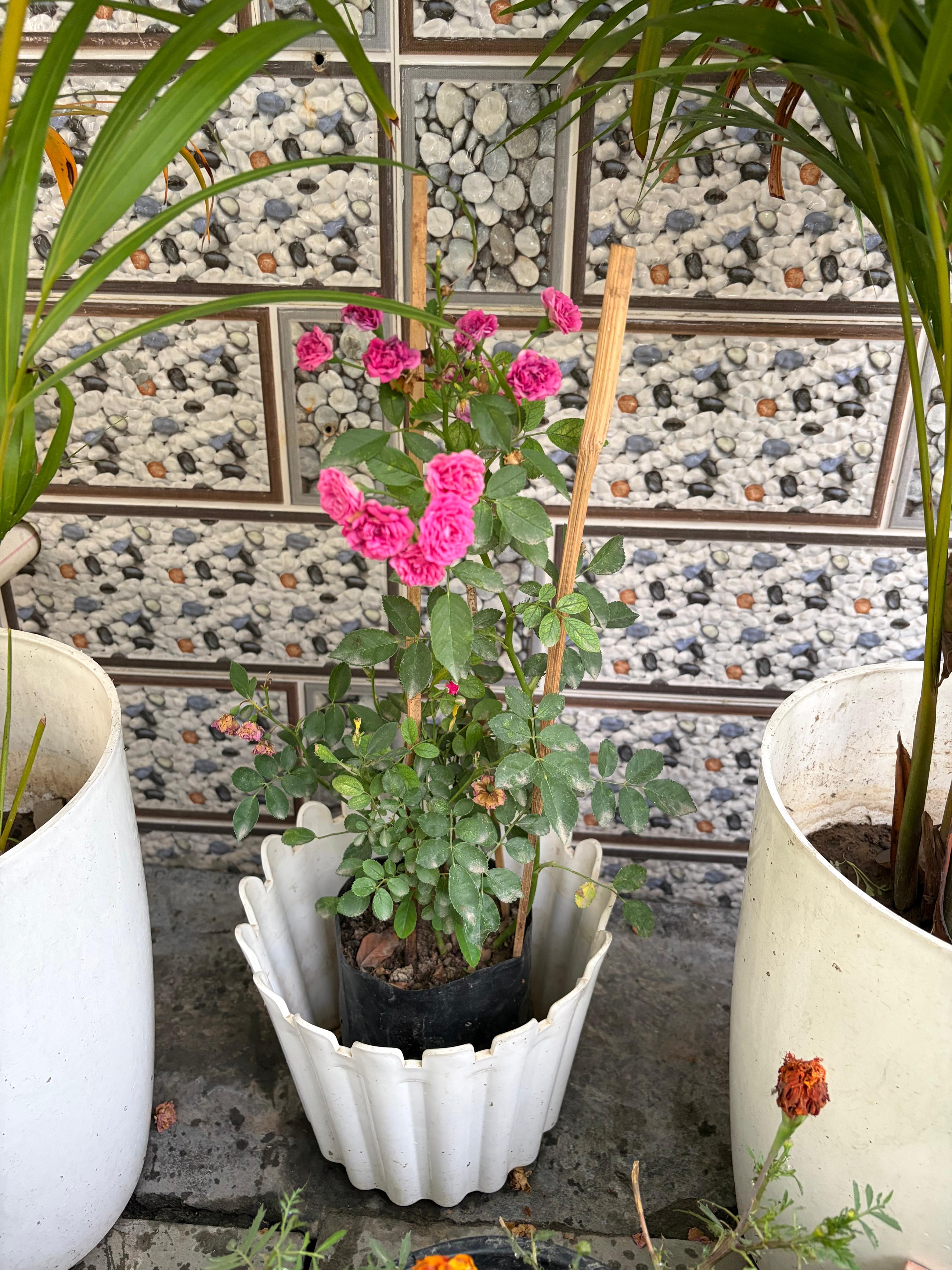 Pink rose plant growing in a home garden pot