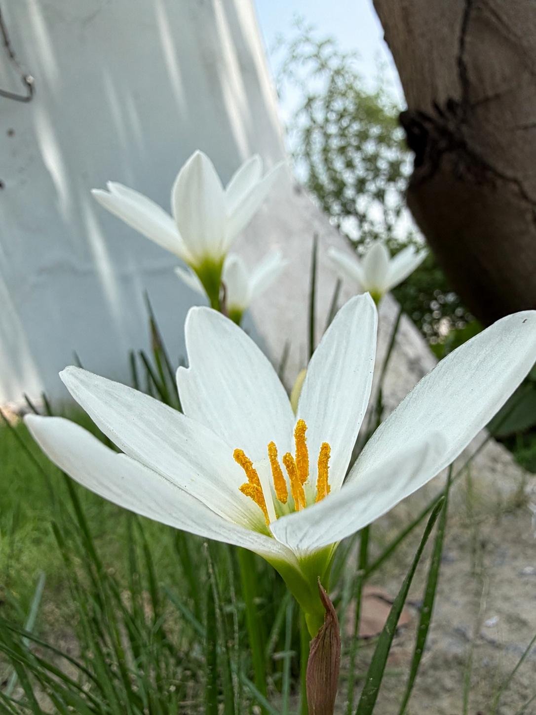 White rain lily flowers blooming in a garden