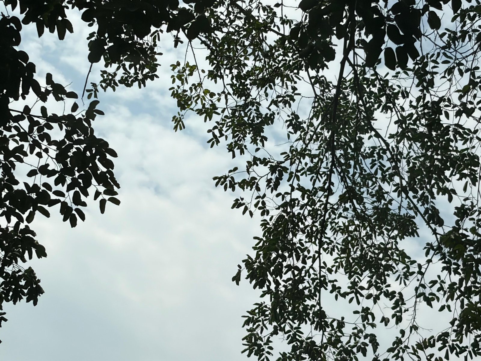 Tree canopy and sky above a natural garden space