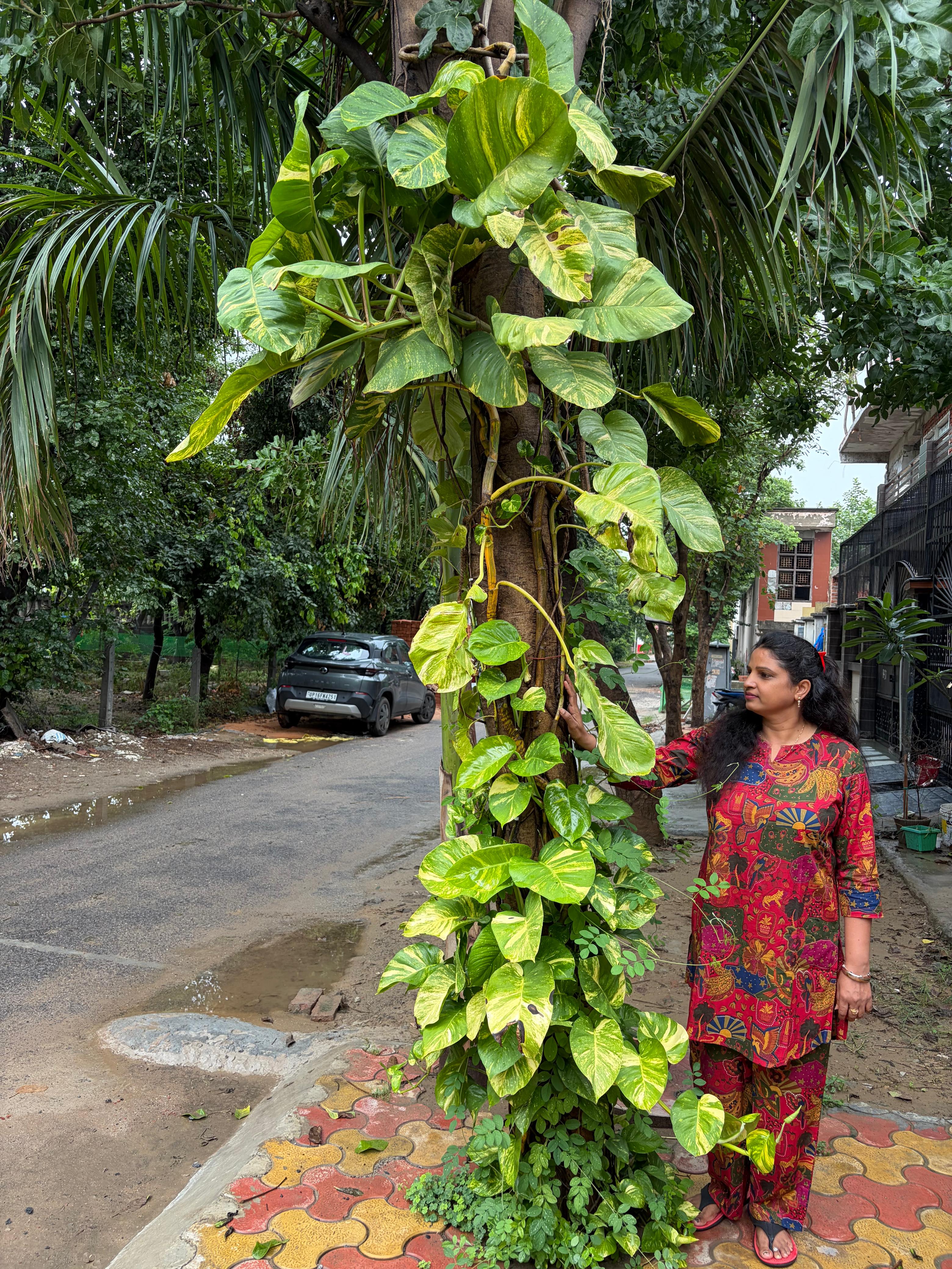 Mature pothos plant climbing a tree in a green outdoor space